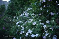 Rosa webbiana